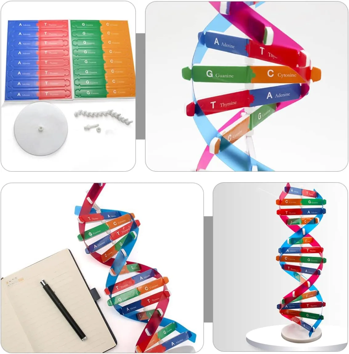 33cm Double Helix Science Teaching Aid? for Teachers Students Educators Classroom Use, breakup subway STEM Learning Tool DNA Model Kit 2Pcs: 
