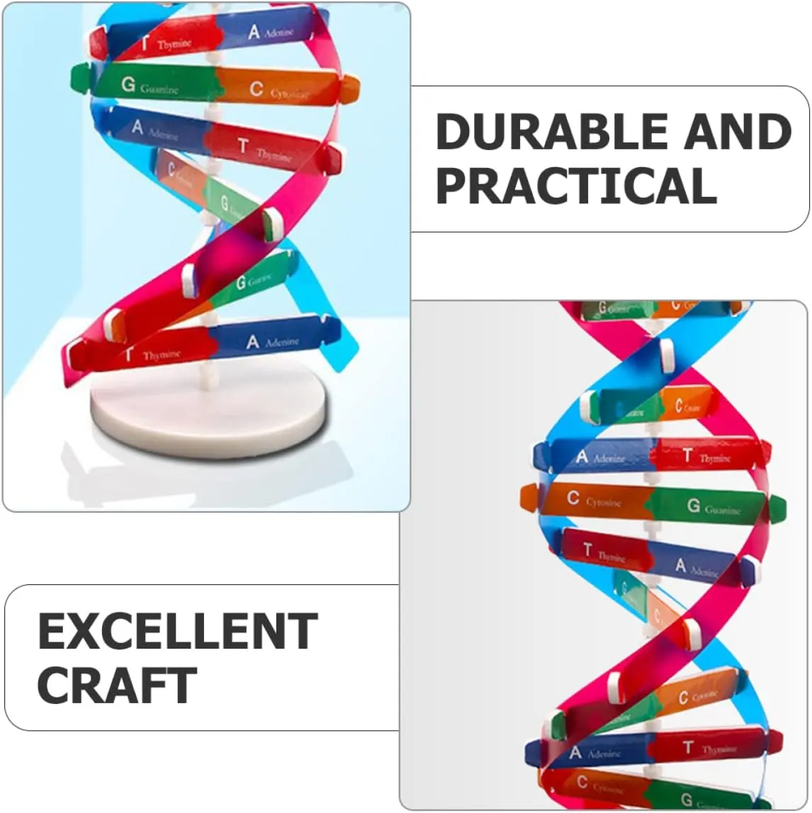 33cm Double Helix Science Teaching Aid? for Teachers Students Educators Classroom Use, breakup subway STEM Learning Tool DNA Model Kit 2Pcs: 