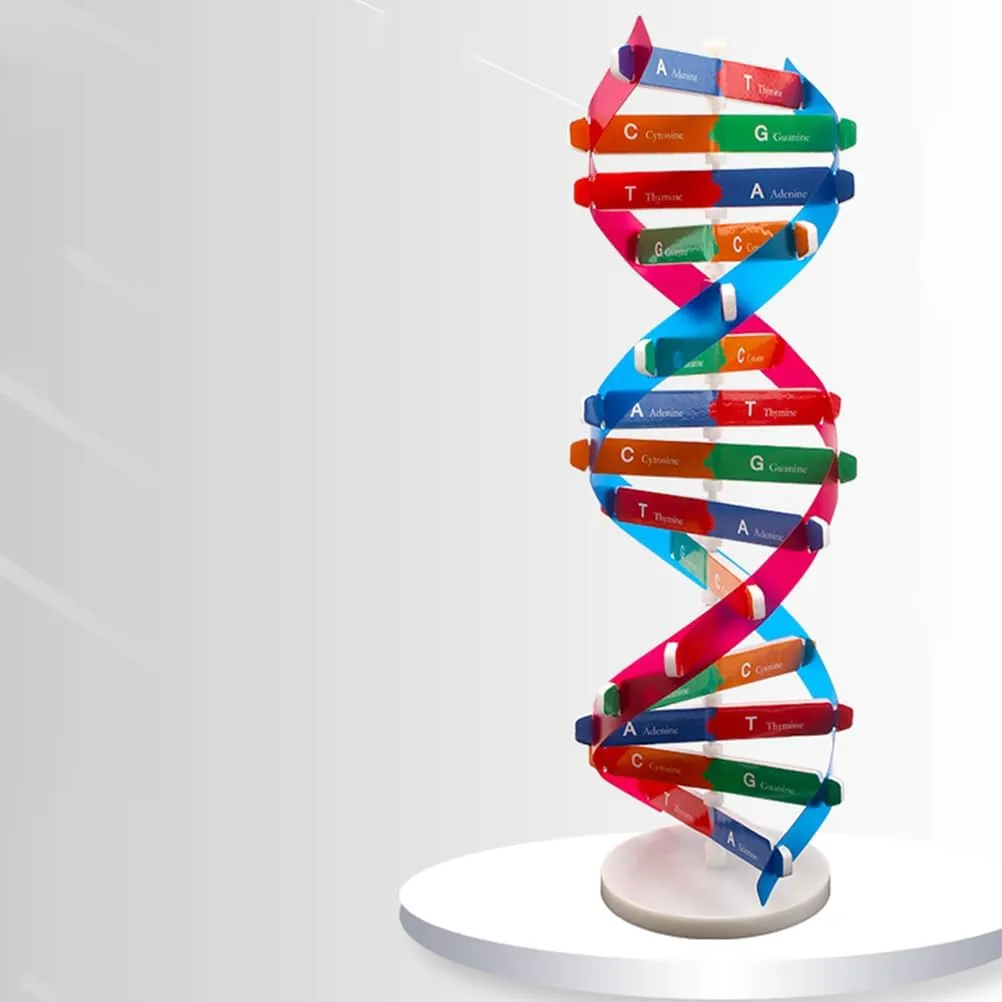 33cm Double Helix Science Teaching Aid? for Teachers Students Educators Classroom Use, breakup subway STEM Learning Tool DNA Model Kit 2Pcs: 