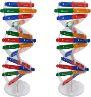 33cm Double Helix Science Teaching Aid? for Teachers Students Educators Classroom Use, breakup subway STEM Learning Tool DNA Model Kit 2Pcs: 