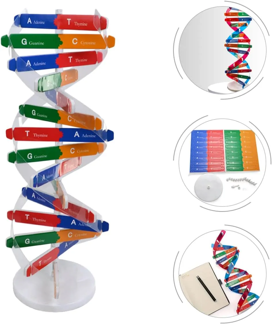 33cm Double Helix Science Teaching Aid? for Teachers Students Educators Classroom Use, breakup subway STEM Learning Tool DNA Model Kit 2Pcs: 