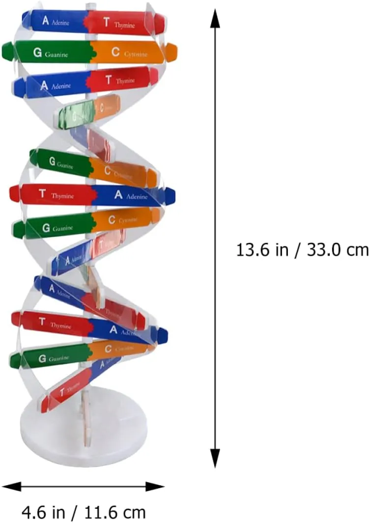 33cm Double Helix Science Teaching Aid? for Teachers Students Educators Classroom Use, breakup subway STEM Learning Tool DNA Model Kit 2Pcs: 
