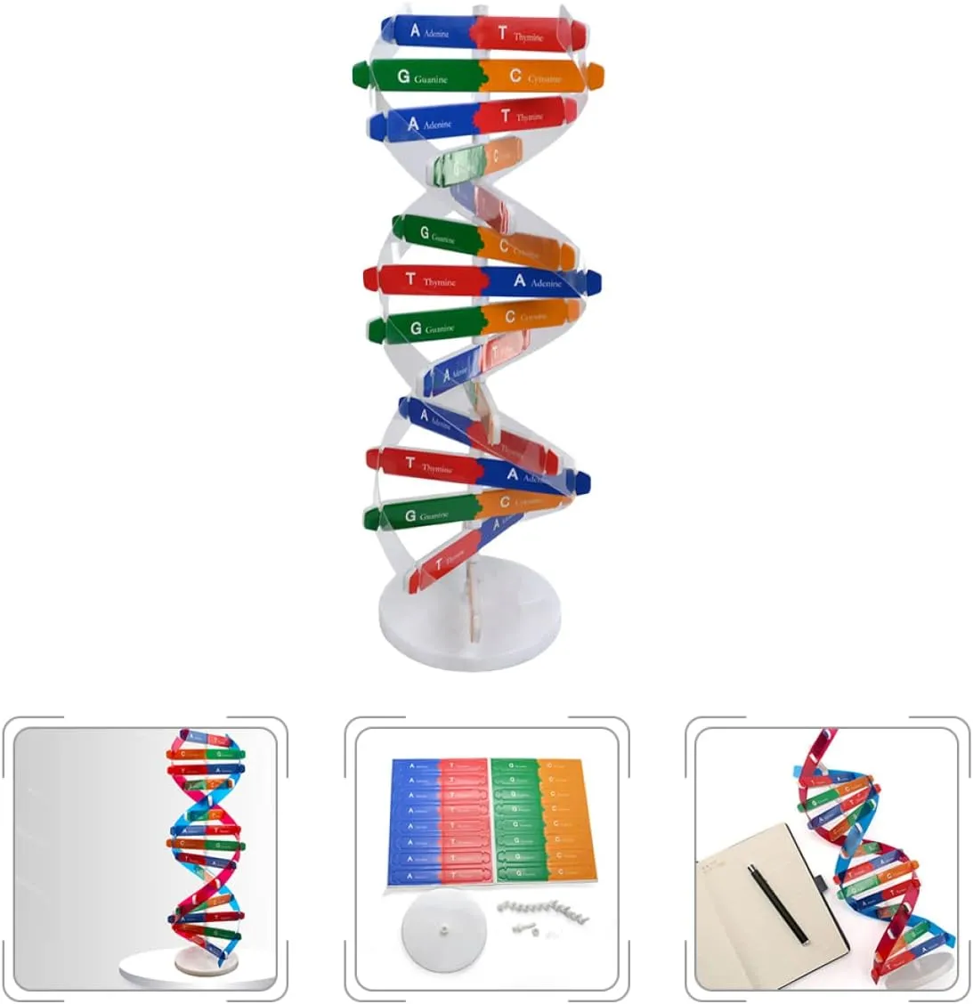 33cm Double Helix Science Teaching Aid? for Teachers Students Educators Classroom Use, breakup subway STEM Learning Tool DNA Model Kit 2Pcs: 