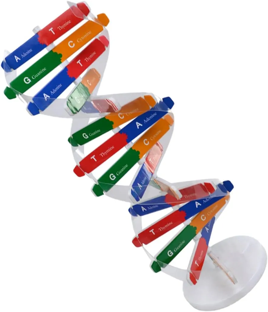 33cm Double Helix Science Teaching Aid? for Teachers Students Educators Classroom Use, breakup subway STEM Learning Tool DNA Model Kit 2Pcs: 