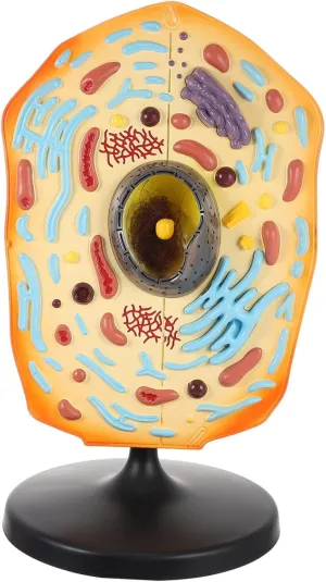 Anatomical Animal Cell Model Educational Teaching Tool Material for Biology Learning Realistic Structure for search Classroom Training for Students and Science HANABASS 