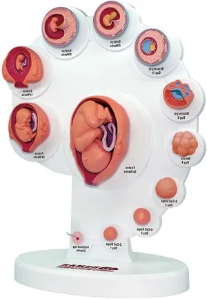 Fetal Model, Human Anatomy Teaching Aids Medical Teaching Supply Teaching Tools,Fetus Uterine tiny Embryo Development Model, Fetus Organ Growth Process Model, 