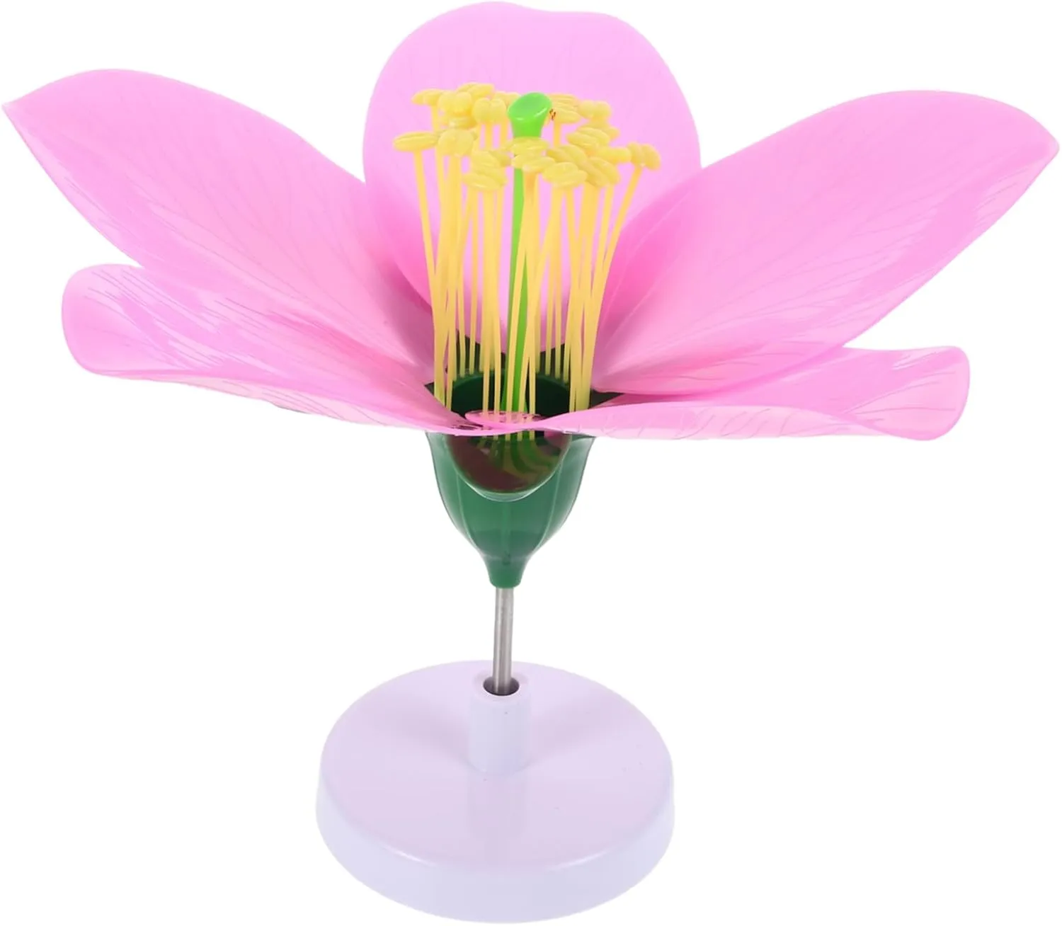 for Classroom Learning Synthetic Peach Models for High School Middle School Peach Blossom Model for reject Biology Education Realistic Flower Anatomy Teaching Tool Essential Resource 