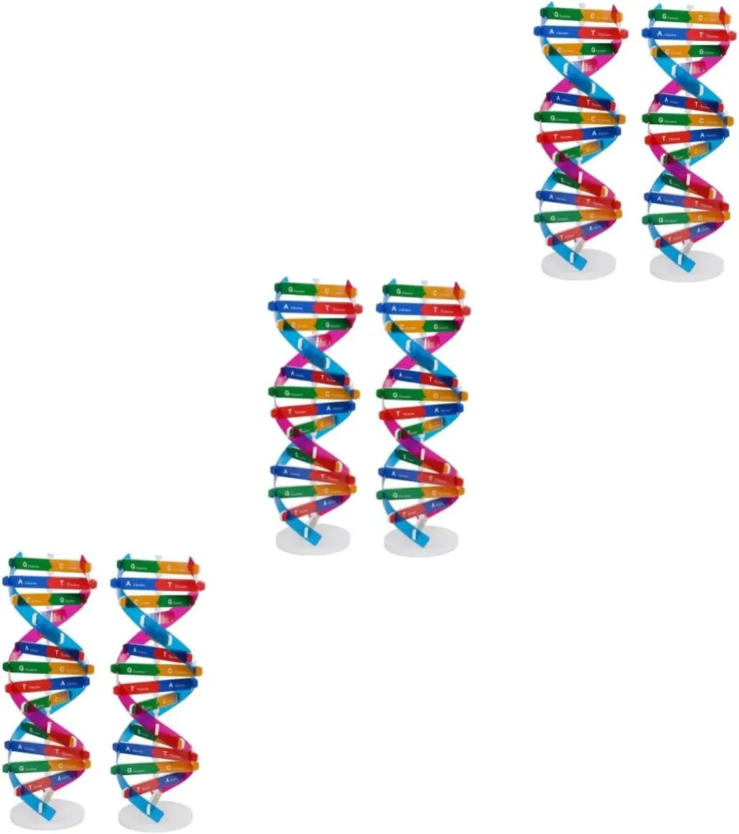 for Middle specify marriage School Science Education Hemoton 6pcs DNA Model Kit Educational Science Toy for Biology Teaching Double Helix Structure Display for Classroom Home Learning 