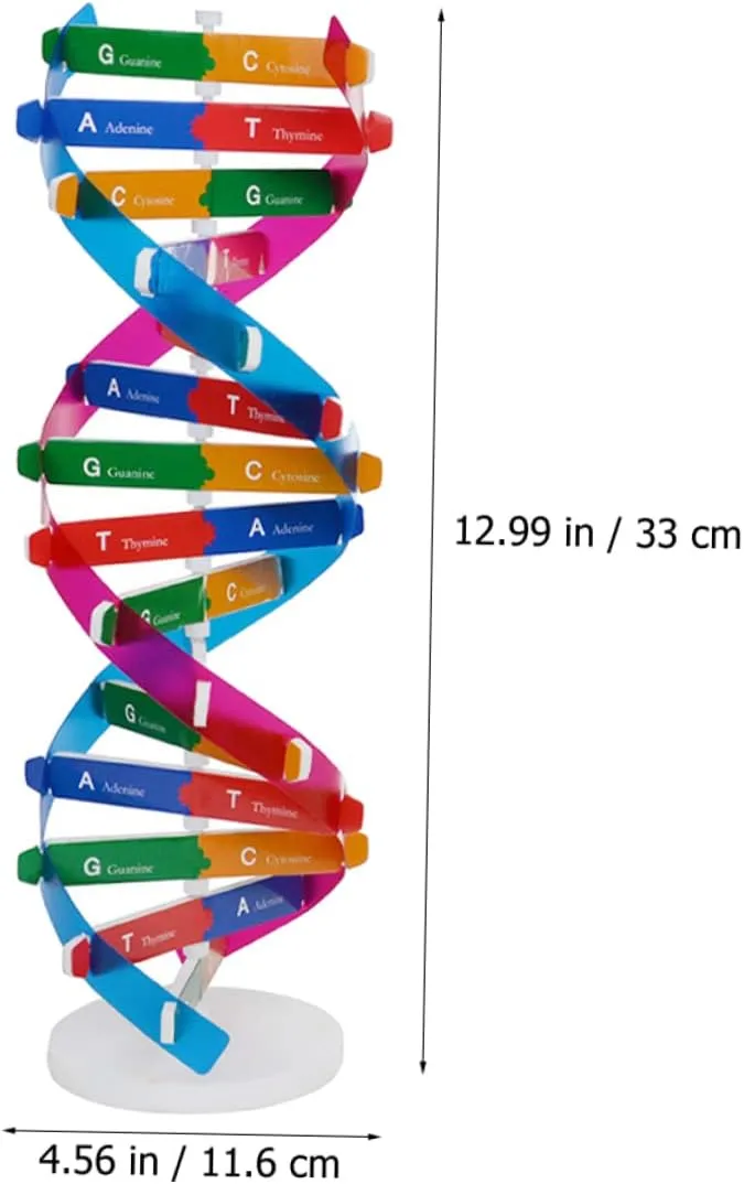 for Middle specify marriage School Science Education Hemoton 6pcs DNA Model Kit Educational Science Toy for Biology Teaching Double Helix Structure Display for Classroom Home Learning 