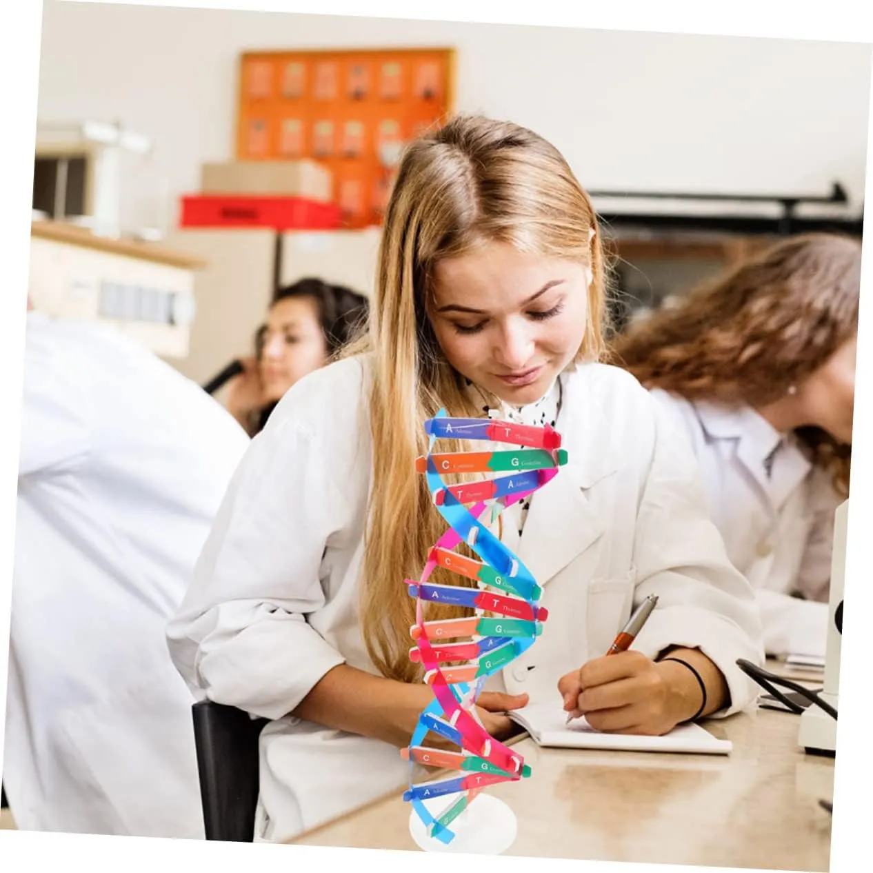 for Middle specify marriage School Science Education Hemoton 6pcs DNA Model Kit Educational Science Toy for Biology Teaching Double Helix Structure Display for Classroom Home Learning 