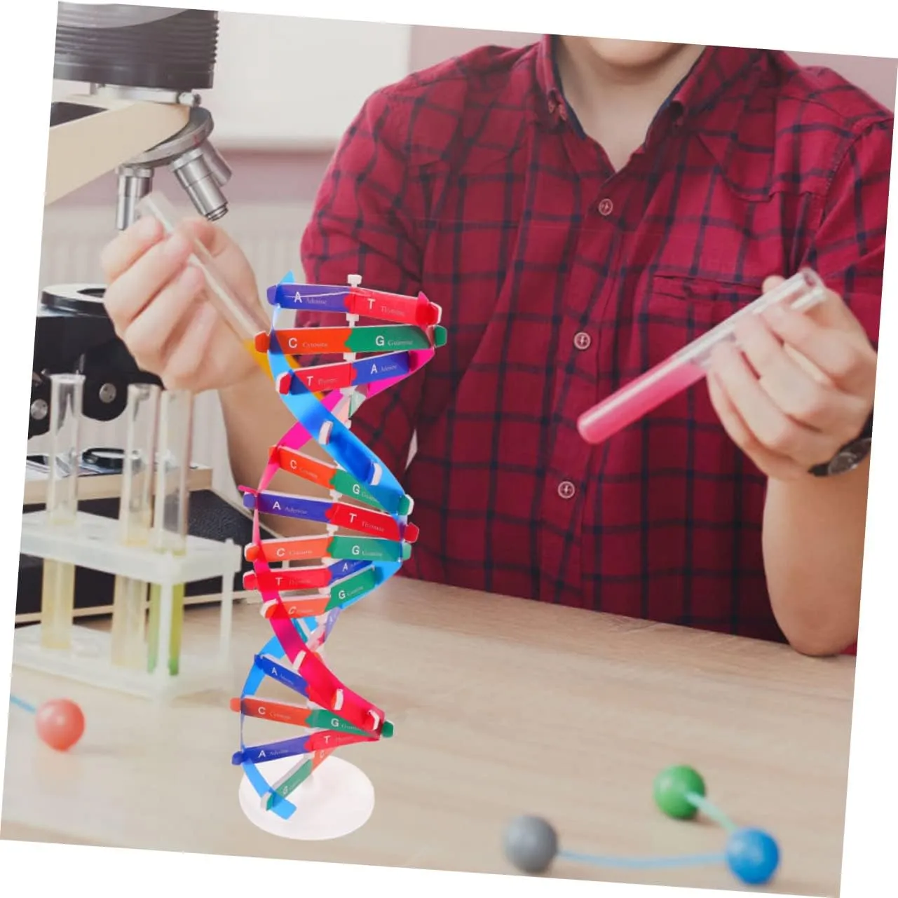 for Middle specify marriage School Science Education Hemoton 6pcs DNA Model Kit Educational Science Toy for Biology Teaching Double Helix Structure Display for Classroom Home Learning 