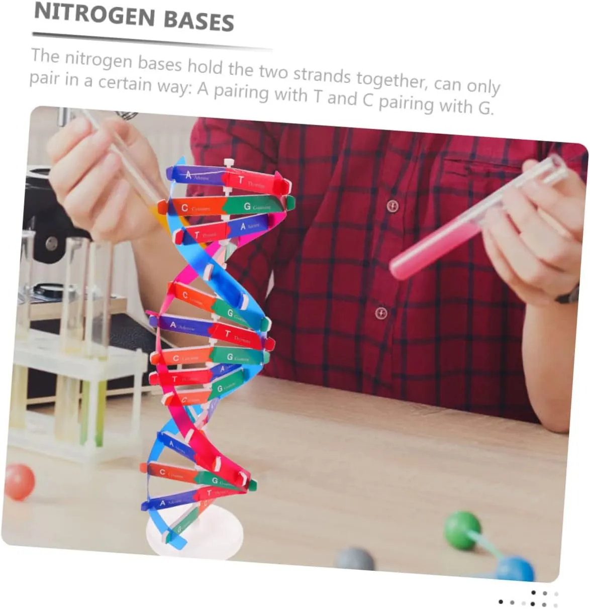 for Middle specify marriage School Science Education Hemoton 6pcs DNA Model Kit Educational Science Toy for Biology Teaching Double Helix Structure Display for Classroom Home Learning 