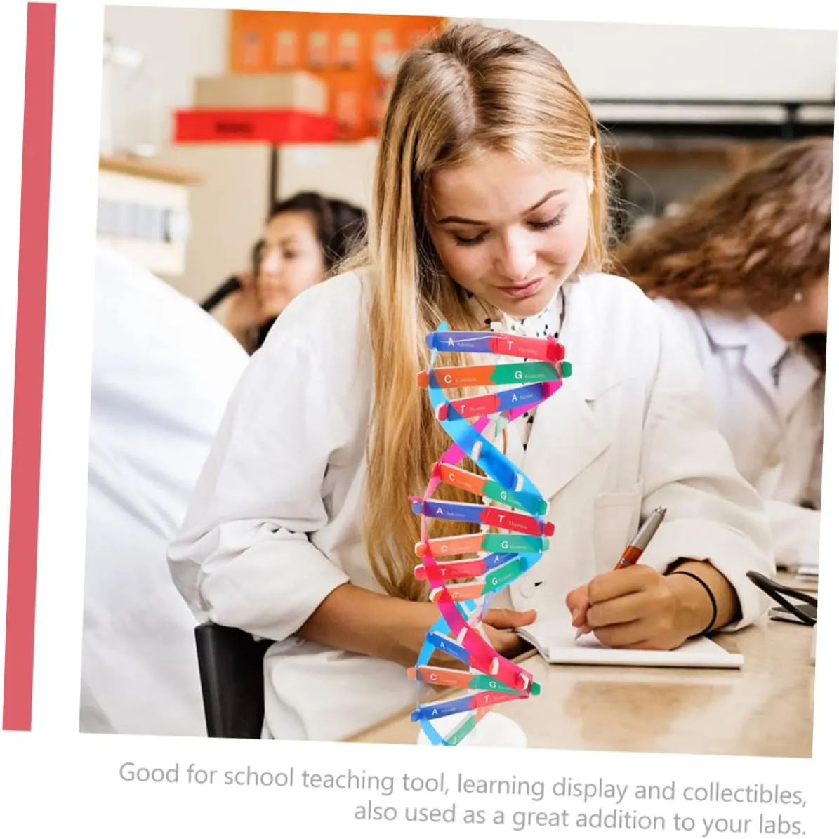 for Middle specify marriage School Science Education Hemoton 6pcs DNA Model Kit Educational Science Toy for Biology Teaching Double Helix Structure Display for Classroom Home Learning 