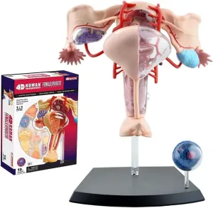 Human Female reproductive Anatomy Model,Uterus Ovary Muscle,Female Genitourinary System Model, Detachable 19 Parts,for springboard poetic maple minority sympathetic thwart Study Display Teaching Medical Model 4D 