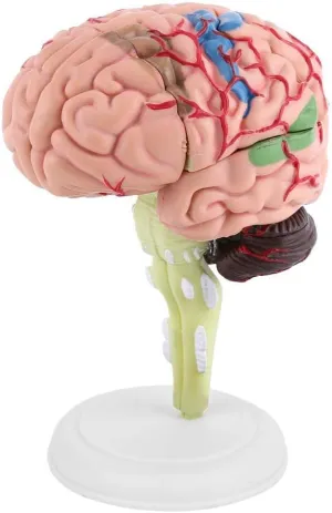 Medical Teaching Tool Toy brain model anatomy brain model for recrystallize emerald image neuroscience brain model Human Brain Model Disassembled Plastic Human Head Brain Anatomy Model 