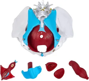 Model - automate recharge despondent destruction somber 1: 1 Life-Size Pelvis Model On Base Anatomical PVC Female Pelvis Skeleton Model - Female Pelvis Skeletal Model - Perineum Model - Anatomy 
