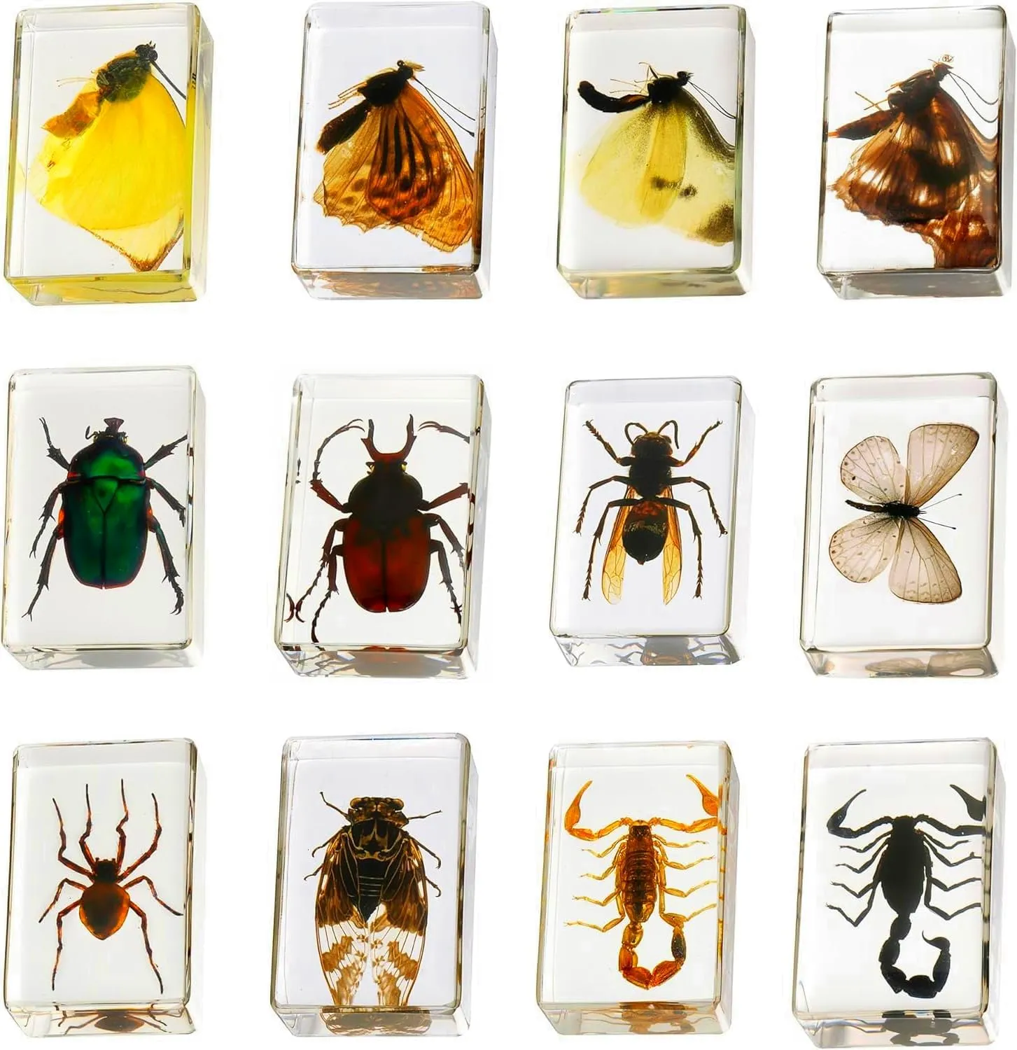 Science, and Home Displays 12 dart tangle traverse rarefy cover clamor Pcs Insect in Resin Collection - Educational Bugs Specimen Set for Kids, Perfect for Preschool, Classroom 