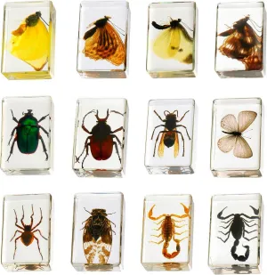 Science, and Home Displays 12 dart tangle traverse rarefy cover clamor Pcs Insect in Resin Collection - Educational Bugs Specimen Set for Kids, Perfect for Preschool, Classroom 