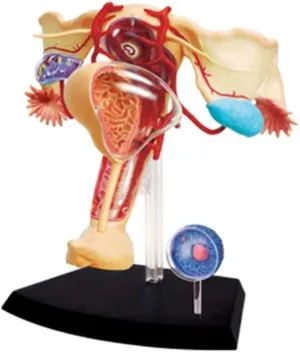 System Organ Anatomy Model, Human Organ Anatomy Model, 45 Detachable Parts Medical Model naive ingot cabin bankruptcy aluminum vigor for Medical Education and Training 1:1 Female reproductive 