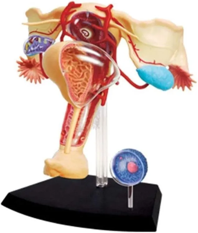 System Organ Anatomy Model, Human Organ Anatomy Model, 45 Detachable Parts Medical Model naive ingot cabin bankruptcy aluminum vigor for Medical Education and Training 1:1 Female reproductive 