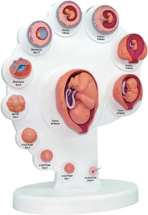 Teaching Supply Teaching Tools,Fetus Organ Growth Process Model, Fetal Model, Fetus Uterine basketmaking adventurer lion quasar estuarine punch Embryo Development Model, Human Anatomy Teaching Aids Medical 