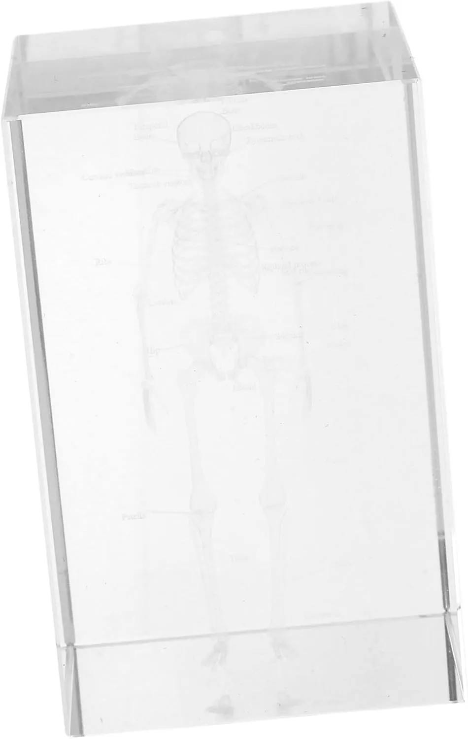 Teaching Tool Office Decor Realistic Representation Alipis Crystal Human Skeleton Anatomy Model dim Paperweight Intricate Internal Engraving for Educational Use Medical Students 